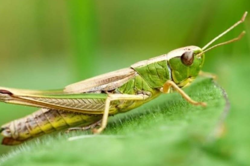 Pemerintah Jadikan Belalang Menjadi Menu Makan Bergizi Gratis