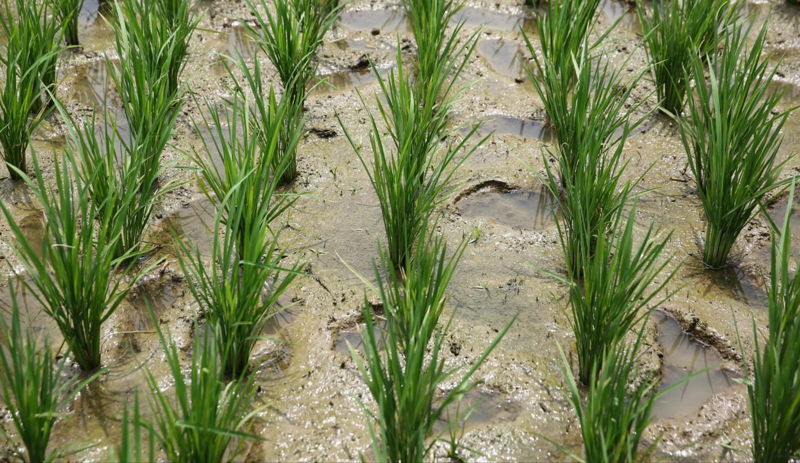 Metode IPHA menghasilkan padi  yg berkualitas (pu)