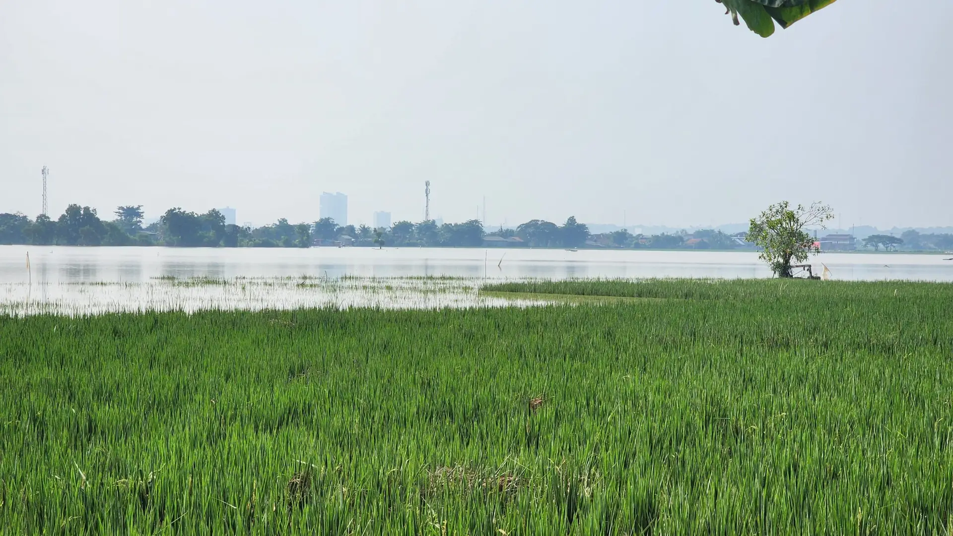 Kondisi sawah yang banjir di Kerawang, akan mengganggu stabilitas pangan nasional ( foto: birkom pu)