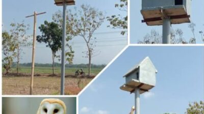 kandang burung hantu dipersawahan yang diberikan Presiden RI untuk menbasmi hama tikus ( foto: birkom pu)