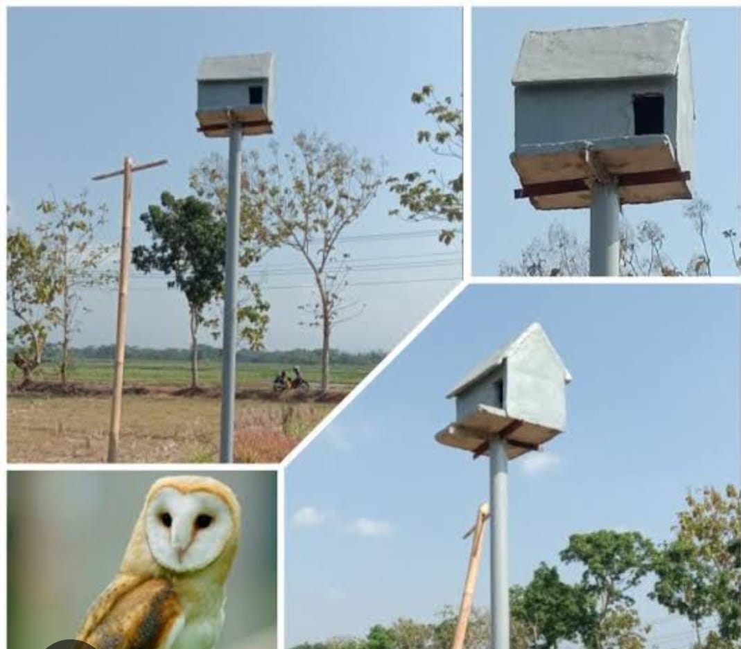 kandang burung hantu dipersawahan yang diberikan Presiden RI untuk menbasmi hama tikus ( foto: birkom pu)