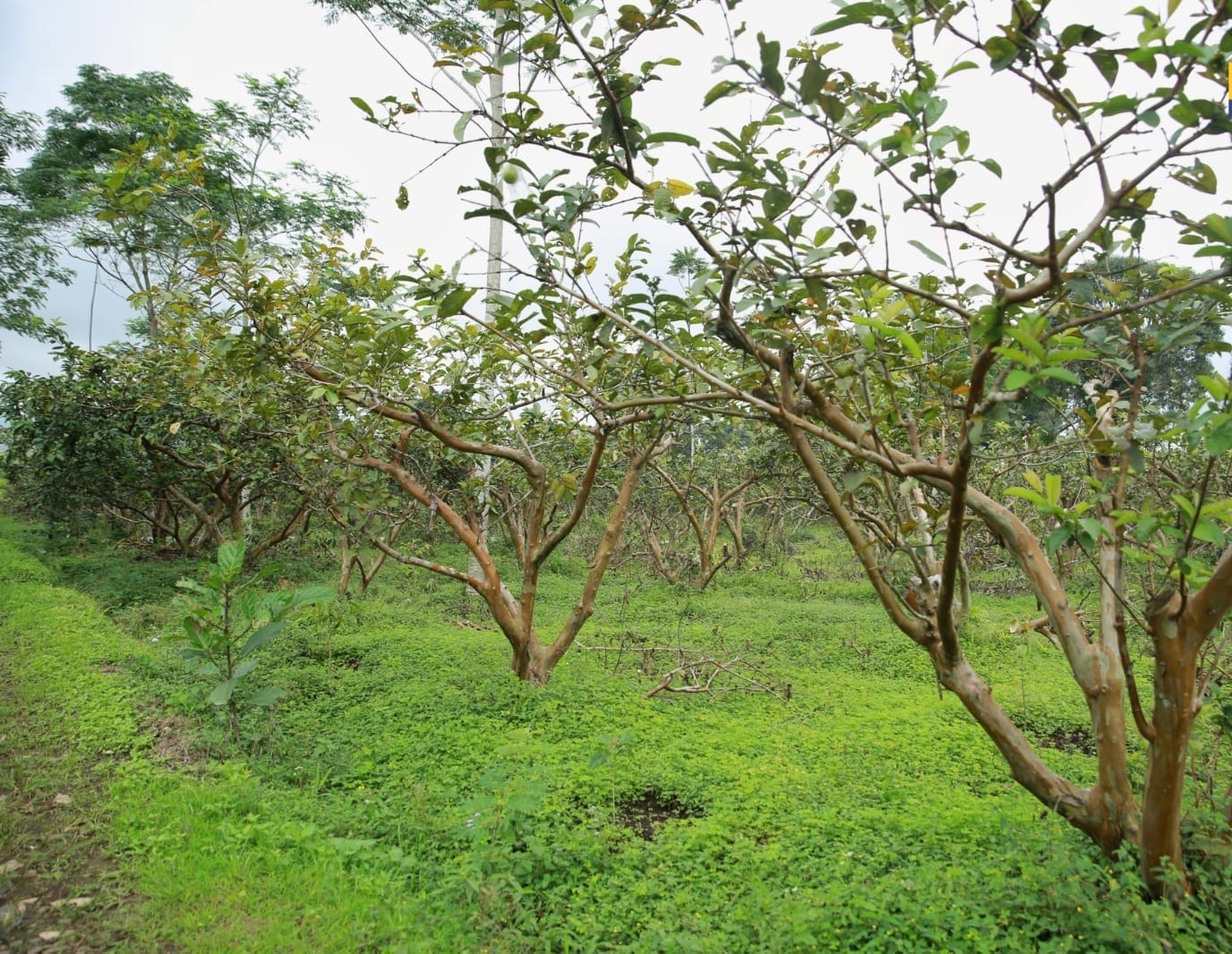 Penyediaan lahan oleh Pemerintah Kabupaten Temanggung untuk Sekolah Rakyat ( foto: birkom pu)