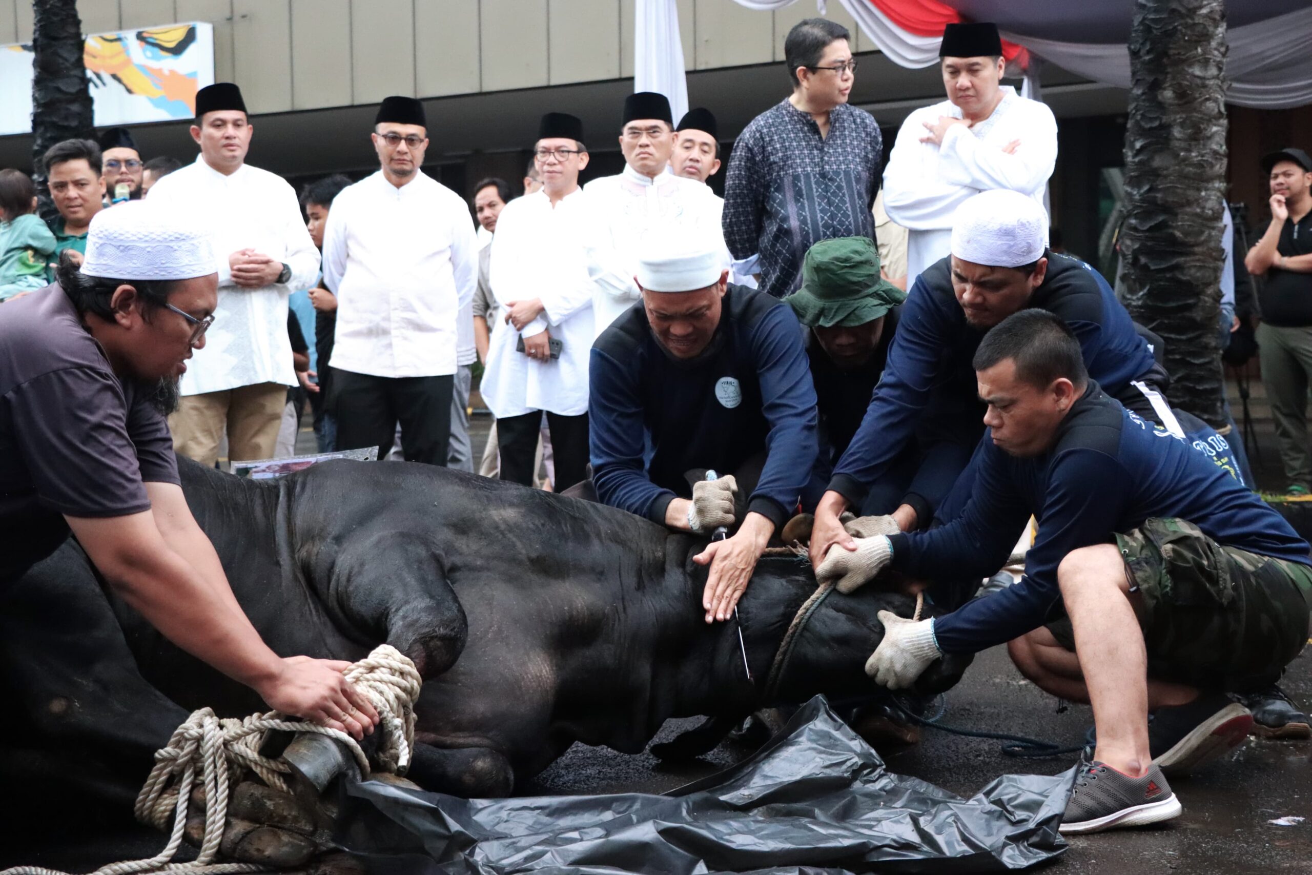 Menteri Ara menyakskan langsung penyembelihan hewan qurban di Kementerian PKP ,( foto: birkom pkp/ ristyan )