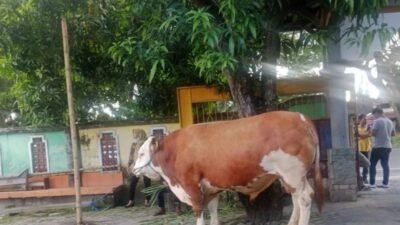 Sapi Qurban sumbangan Presiden Prabowo ( foto: dok setneg)