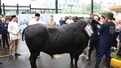 Menteri PKP Ara saat menyerahkan Sapi Qurban untuk disembelih dan dibagikan kepada masyarakat sekitar dan karyawan kementerian pkp ( foto: SPN/ Dinda )