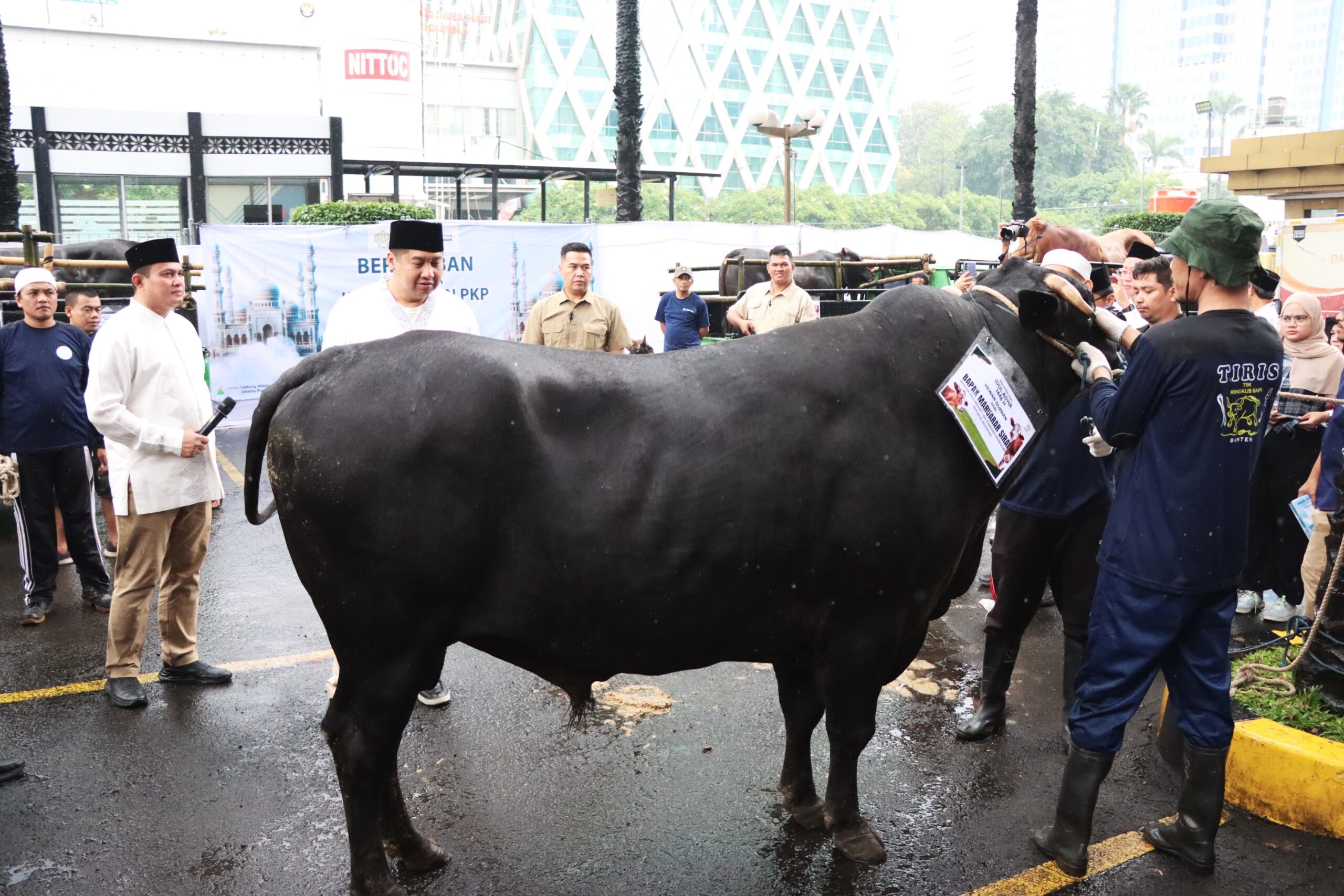 Menteri PKP Ara saat menyerahkan Sapi Qurban untuk disembelih dan dibagikan kepada masyarakat sekitar dan karyawan kementerian pkp ( foto: SPN/ Dinda )
