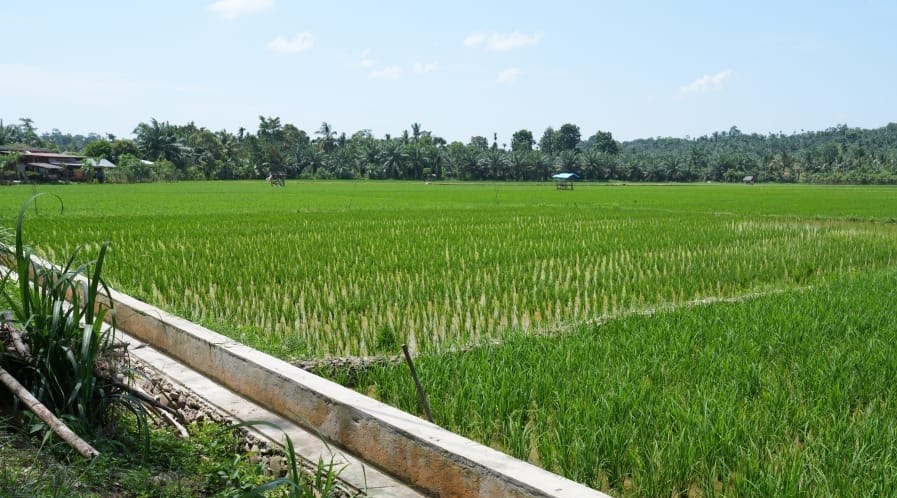 Persawahan di Aceh Timur diharapkan menjadi lumbung Pangan Nasional ( foto: birk om pu)