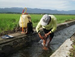 Tingkatkan Produktivitas Tanam Padi Jaringan Irigasi Akedaga dan Opiyang Direhabilitasi
