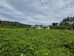 Sekolah Rakyat Tahap II di Halmahera Barat, Disiapkan Tuntas 2026