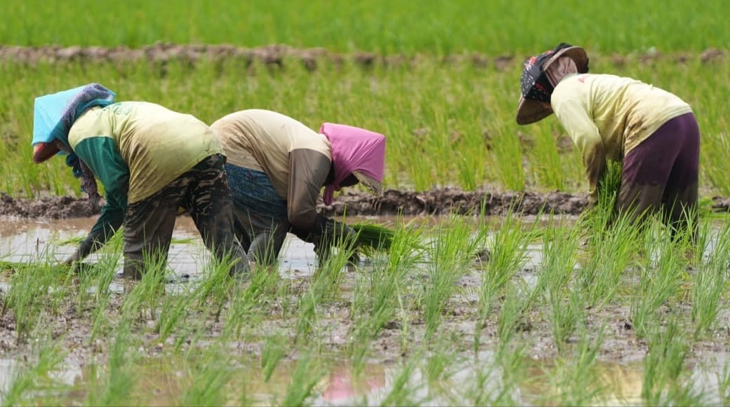 Setelah hadirnya Bendungan Logung tanam dn panen bisa tiga kali setahun ( foto: birkom pu)