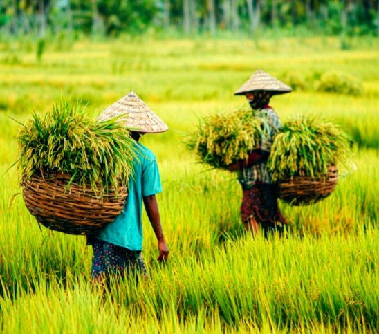 Hasil Panen Padi Petani Desa di Yamdena MDB