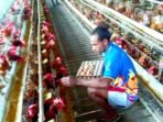 Screenshot_20260813-071322_Chrome Peternak Ayam Petelur di Jayapura (Foto :Istimewa)