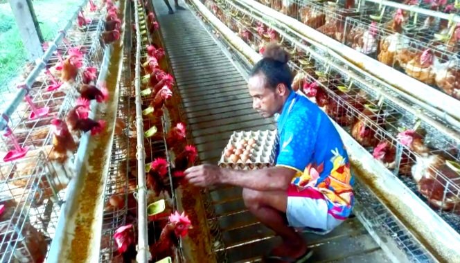 Screenshot_20260813-071322_Chrome Peternak Ayam Petelur di Jayapura (Foto :Istimewa)