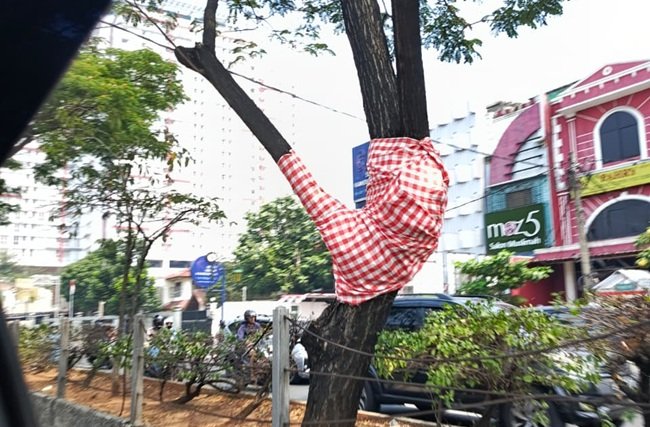pohon-depok-