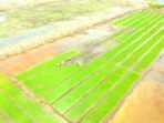 Kementerian Pertanian Menilai Pelaksanaan Program Cetak Sawah Tahun 2026 di Tanah Papua Masih Rendah