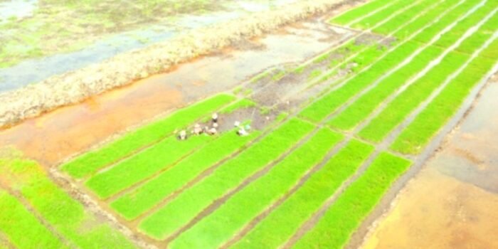 Kementerian Pertanian Menilai Pelaksanaan Program Cetak Sawah Tahun 2026 di Tanah Papua Masih Rendah