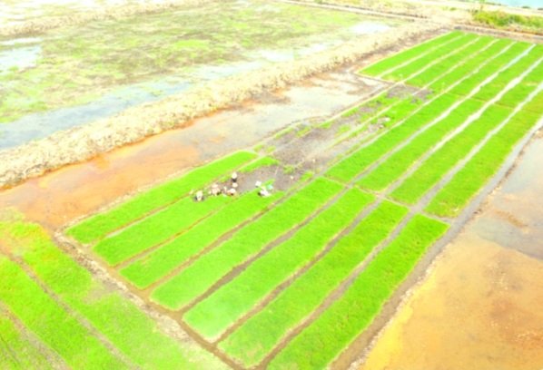 Kementerian Pertanian Menilai Pelaksanaan Program Cetak Sawah Tahun 2026 di Tanah Papua Masih Rendah